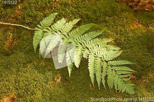 Image of Ferns leaf on the moss