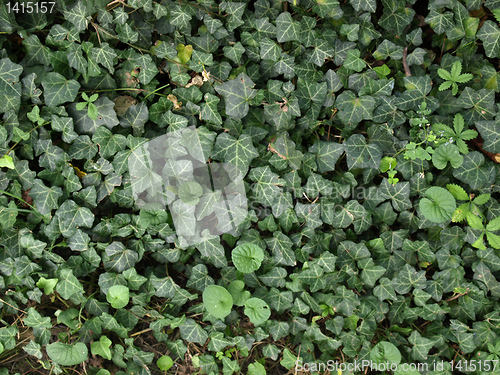 Image of Ivy picture