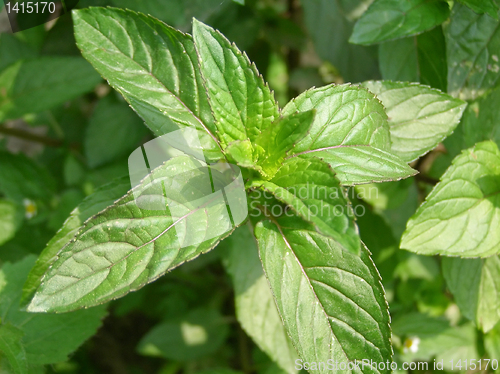 Image of Peppermint picture
