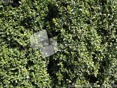 Image of Leaves background