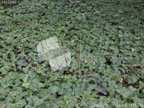 Image of Ivy picture