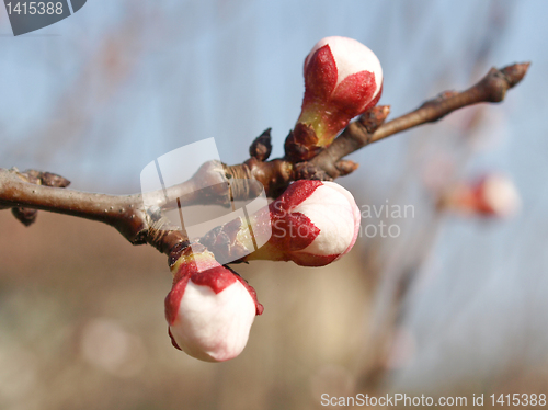 Image of Peach tree flower
