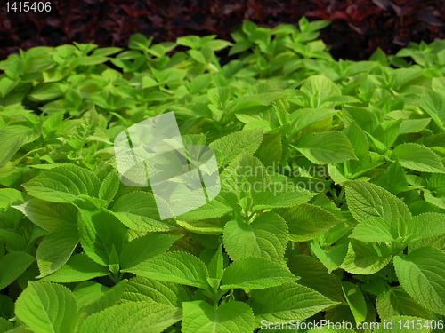 Image of Coleus Nettle plant