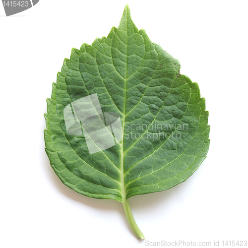 Image of Leaf picture