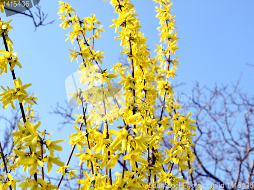 Image of Forsythia picture