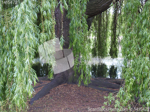 Image of Weeping Willow