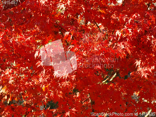 Image of Maple leaves