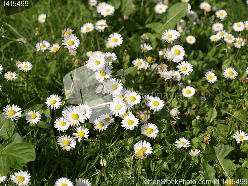 Image of Daisy picture