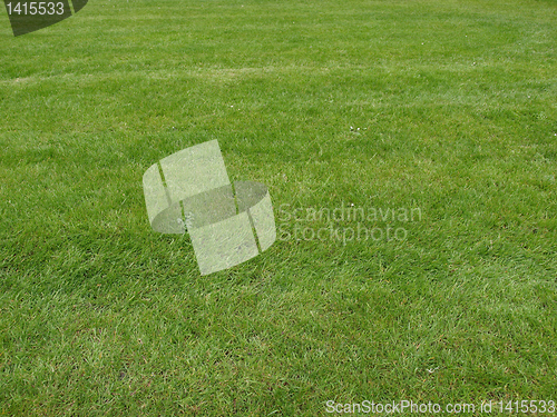 Image of Grass meadow