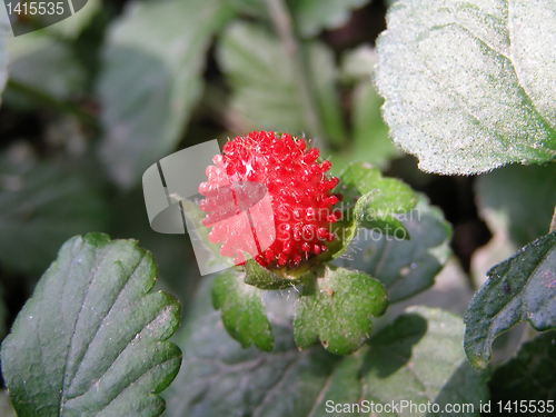 Image of Strawberries