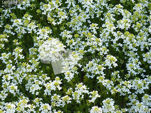 Image of Sedum picture