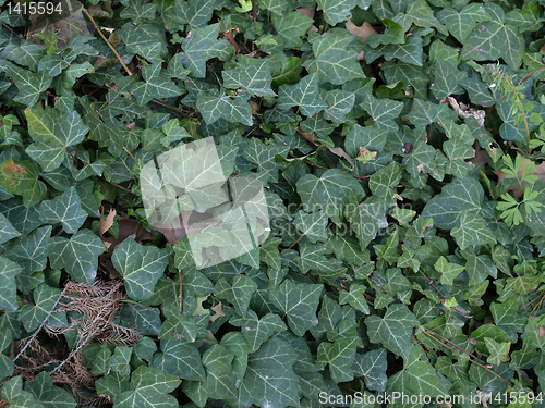 Image of Ivy picture