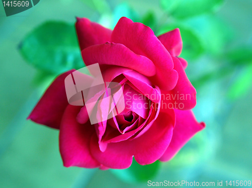 Image of Rose picture