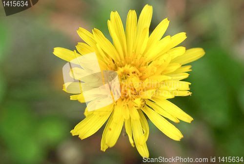 Image of Chicory flower