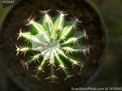 Image of Cactus picture