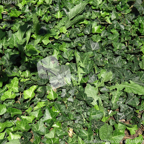 Image of Ivy picture
