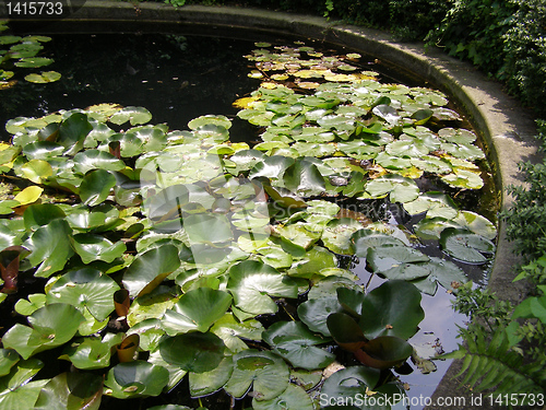 Image of Water lily Nimphaea