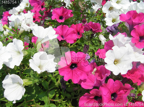 Image of Flower picture