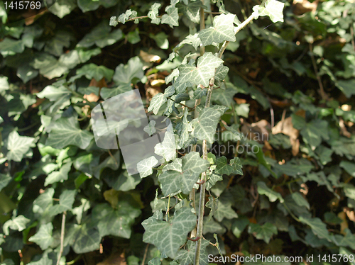 Image of Ivy picture