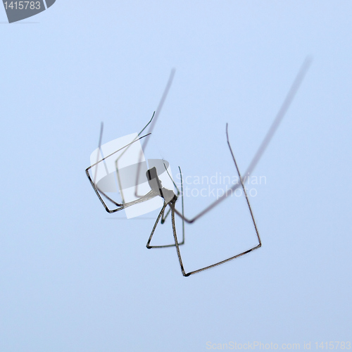 Image of Spider