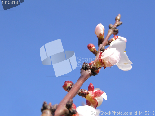 Image of Fruit tree flowers