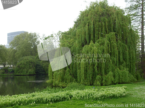 Image of Weeping Willow