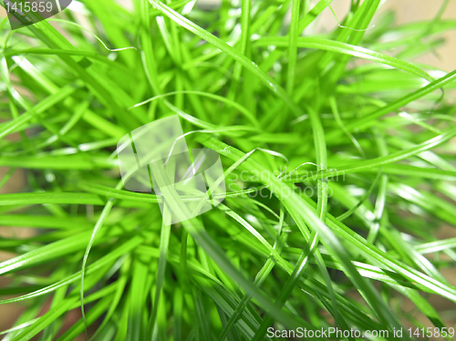 Image of Grass meadow weed