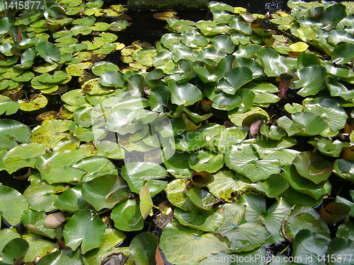 Image of Water lily Nimphaea