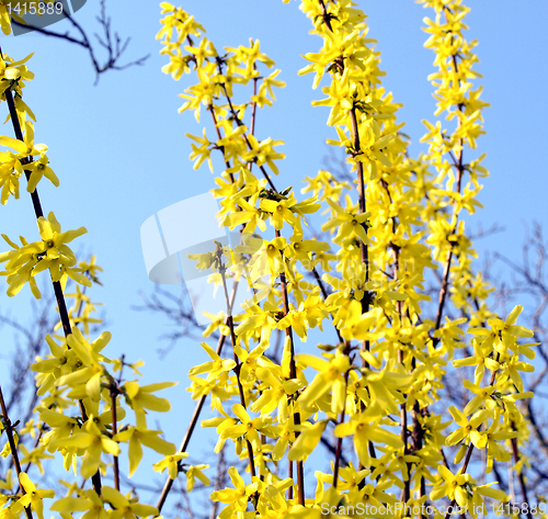 Image of Forsythia picture