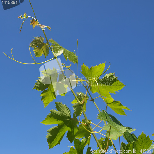 Image of Grapevine vitis