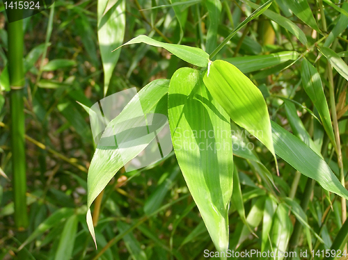 Image of Leaf picture