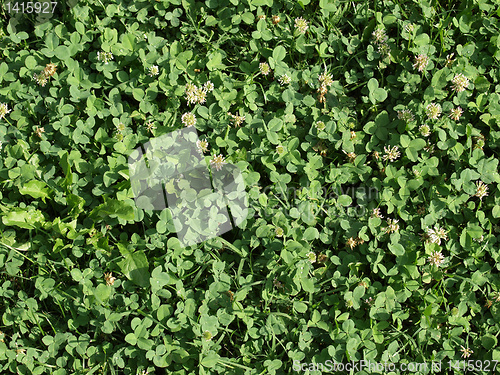 Image of Meadow
