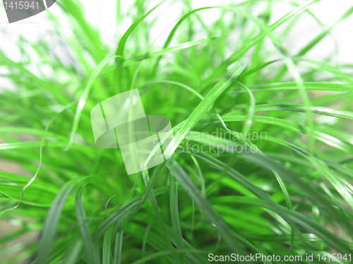 Image of Grass meadow weed