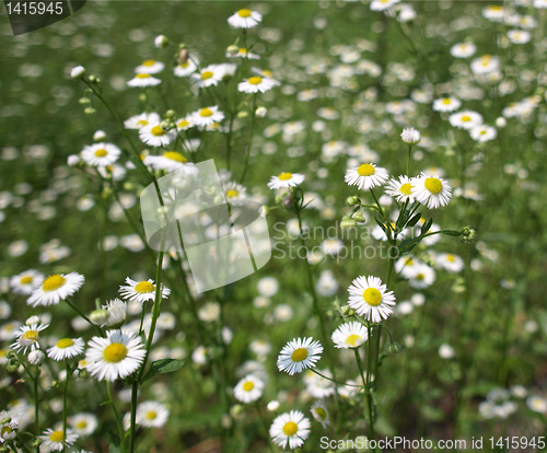 Image of Daisy picture