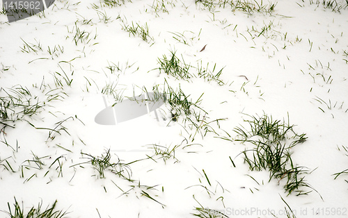 Image of grass in snow