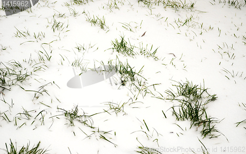 Image of grass in snow