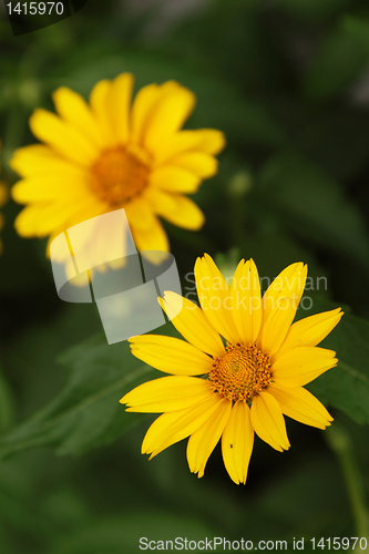 Image of Arnica flowers