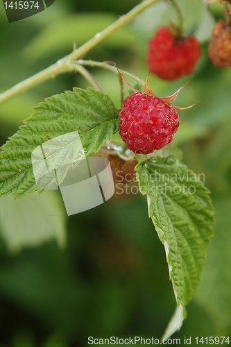 Image of Raspberries in the garden