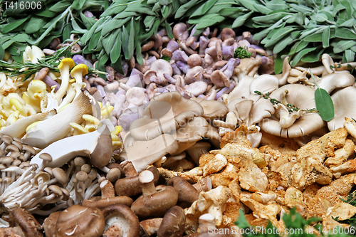 Image of Mushroom selection