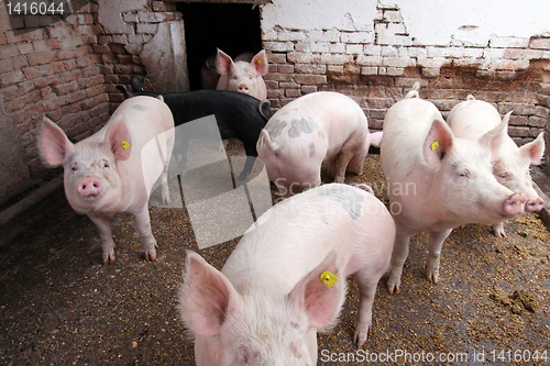 Image of Pigs