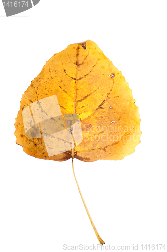 Image of Fall leaf