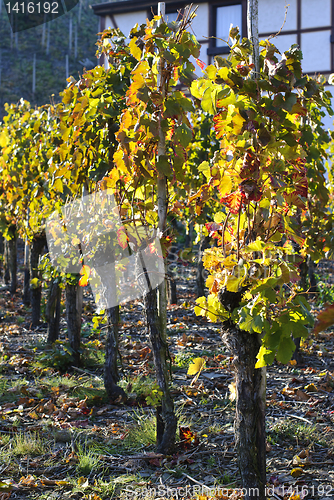 Image of Grape Field