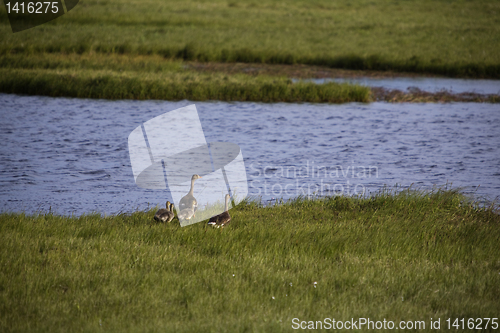 Image of Wild geese family in the Arctic