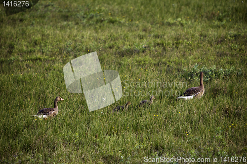 Image of Wild geese family