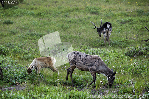 Image of Alaskan Caribou