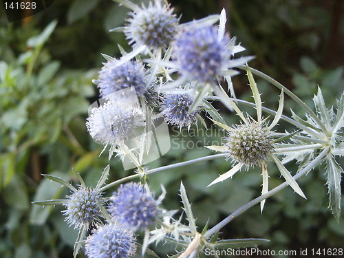 Image of Flower as a prickle