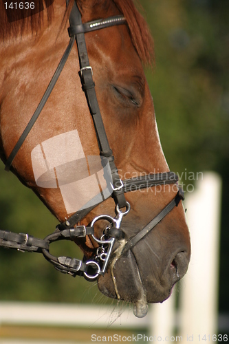 Image of Horse dribbling