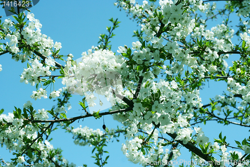 Image of flowers on the cherry tree