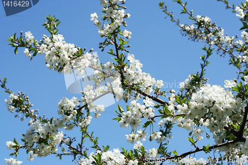 Image of flowers on the cherry tree