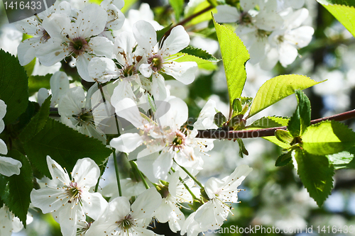 Image of flowers on the cherry tree